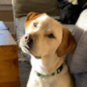 Meet your Posher, Joy